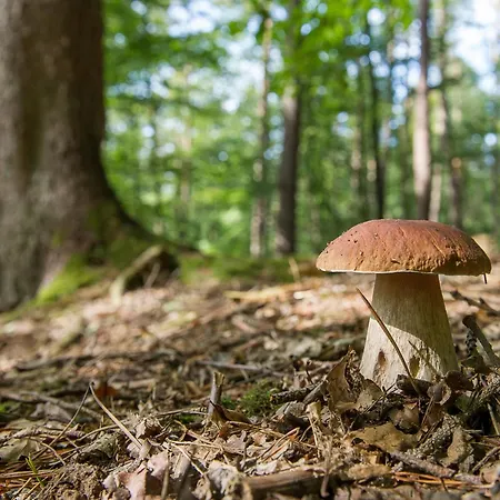 Maja By Interhome * Lič